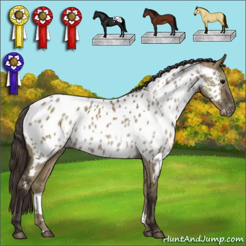 Horse Color:Smoky Grullo Appaloosa 