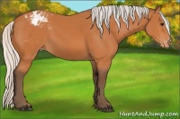 Horse Color:Silver Bay Blanket