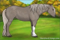 Horse Color:Silver Grullo
