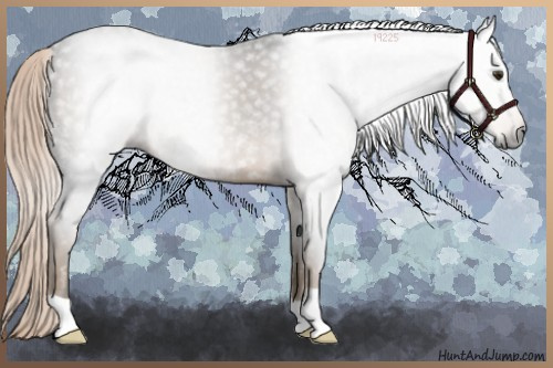 Horse Color:Gray Chocolate Palomino 