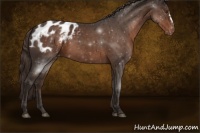 Horse Color:Liver Chestnut Appaloosa