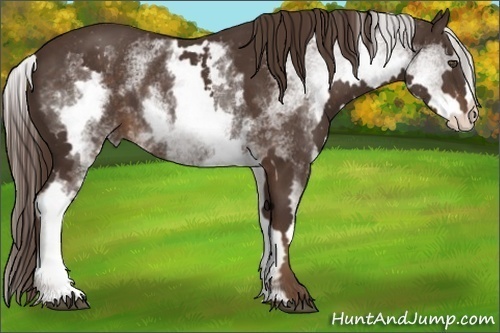 Horse Color:White Spotted Liver Chestnut Frame 