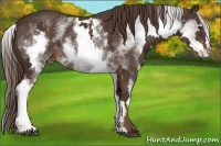 Horse Color:White Spotted Liver Chestnut Frame 