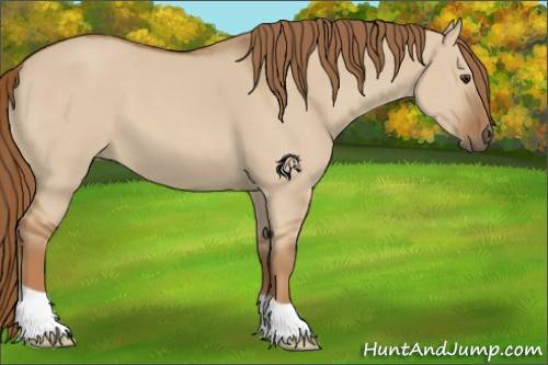 Horse Color:Red Dun