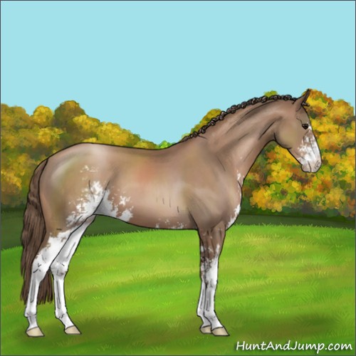 Horse Color:Black Pearl Sabino