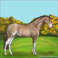 Horse Color:Black Pearl Sabino 