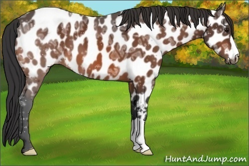Horse Color:Bay Ice Appaloosa