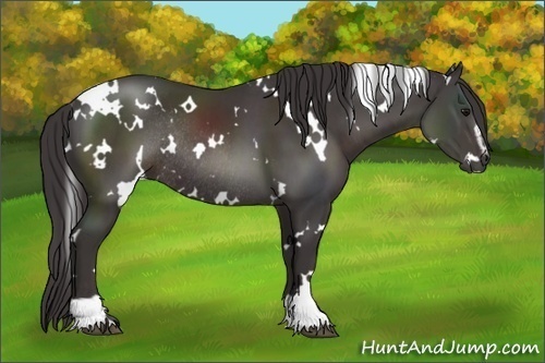 Horse Color:White Spotted Smoky Black Sabino Rabicano 