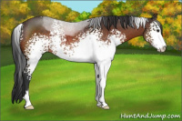 Horse Color:White Spotted Brown Sabino Rabicano