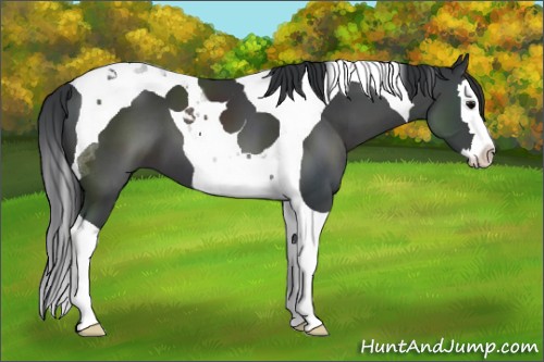 Horse Color:Black Sabino Splash Tobiano 