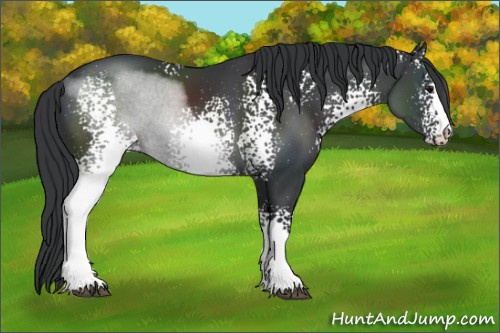 Horse Color:White Spotted Black Sabino
