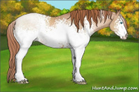 Horse Color:White Spotted Buckskin Pearl 