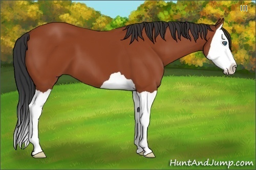 Horse Color:Bay Splash 