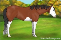 Horse Color:Bay Splash 