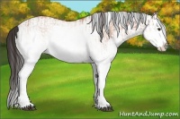 Horse Color:White Spotted Bay Splash  and White Spotted Bay Dun Splash 