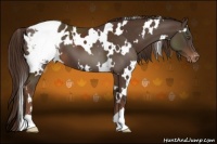 Horse Color:White Spotted Liver Chestnut Appaloosa 