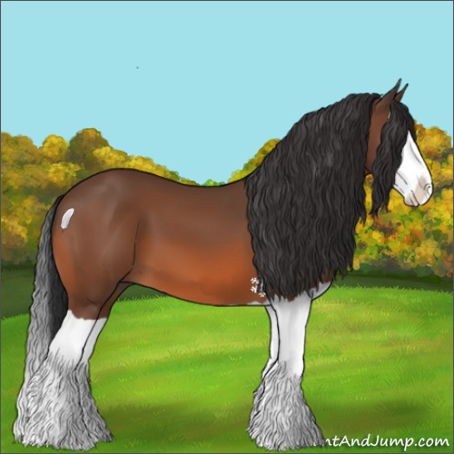 Horse Color:Bay Splash 