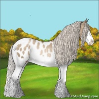 Horse Color:Chocolate Palomino Pearl Splash Appaloosa 