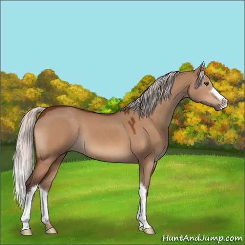 Horse Color:Silver Brown Dun