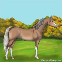 Horse Color:Silver Brown Dun 