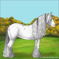 Horse Color:Brown Sabino Appaloosa 