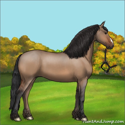 Horse Color:Bay Dun 