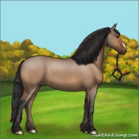 Horse Color:Bay Dun