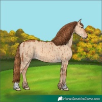 Horse Color:Red Dun Brindle 