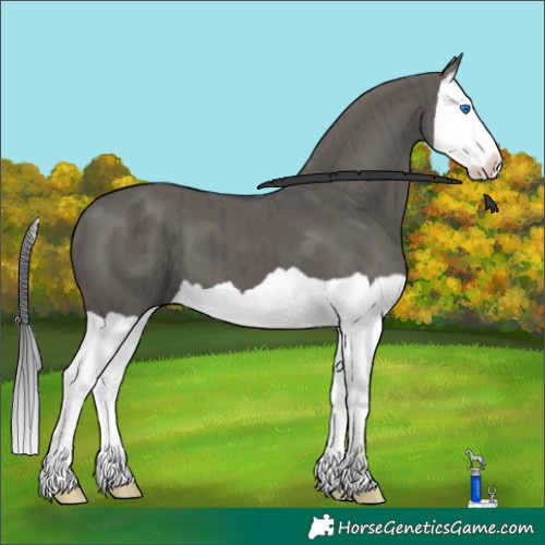 Horse Color:Grullo Splash Brindle