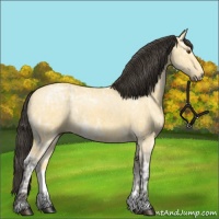 Horse Color:Buckskin Ice Dun