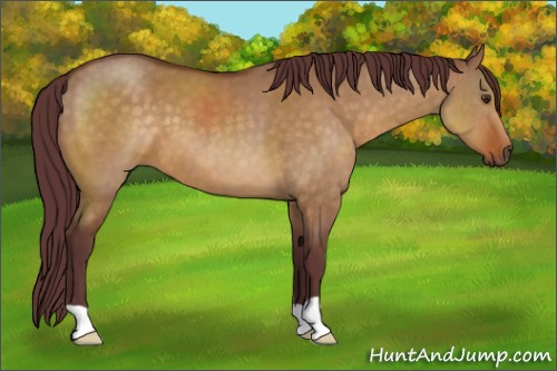 Horse Color:Chocolate Buckskin Dun 