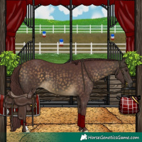 Horse Color:Chocolate Buckskin 