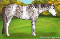 Horse Color:White Spotted Chocolate Grullo 