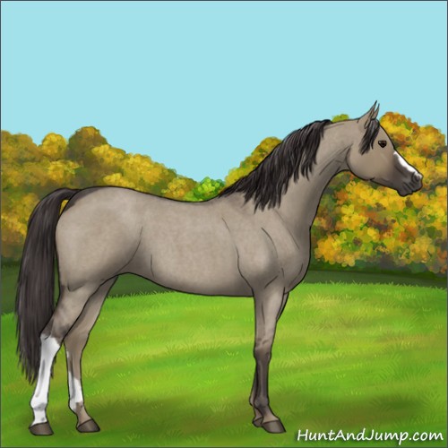Horse Color:Smoky Grullo Roan 