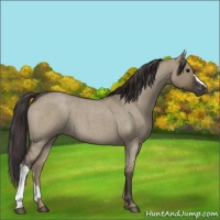 Horse Color:Smoky Grullo Roan 