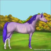 Horse Color:Watercolor Bay Dun Rabicano 