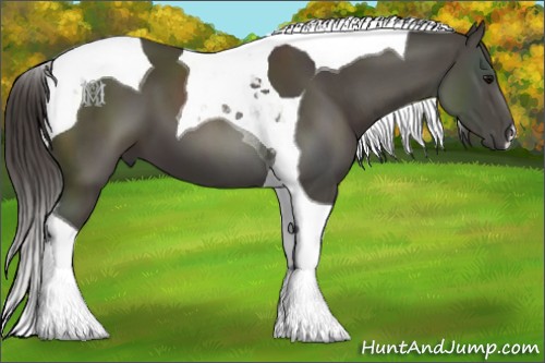 Horse Color:Smoky Black Tobiano 