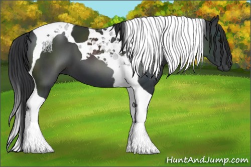 Horse Color:Black Tobiano 