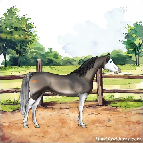 Horse Color:Blue Onyx Splash