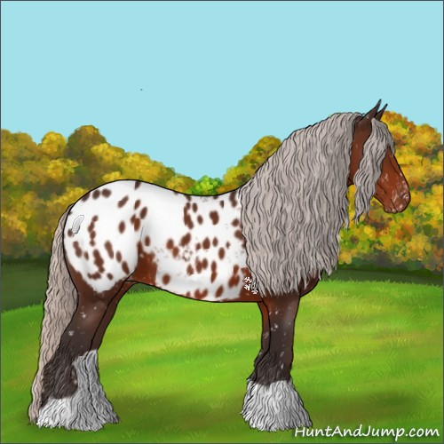Horse Color:Silver Brown Appaloosa 