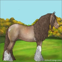 Horse Color:Black Pearl Appaloosa 
