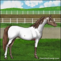 Horse Color:Liver Red Dun Appaloosa 