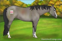 Horse Color:Grullo Sabino