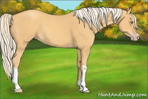 Horse Color:Gold Cream Champagne 