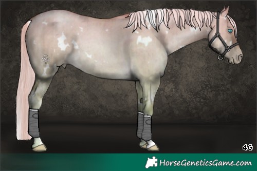 Horse Color:White Spotted Chocolate Palomino Pearl Dun Rabicano Brindle