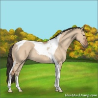 Horse Color:Bay Dun Tobiano Rabicano 