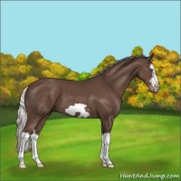 Horse Color:Silver Black Splash Frame 