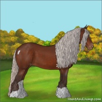 Horse Color:Silver Brown Appaloosa 