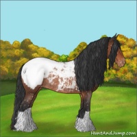 Horse Color:Brown Appaloosa Rabicano 