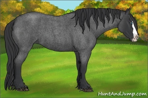 Horse Color:Blue Roan Splash 